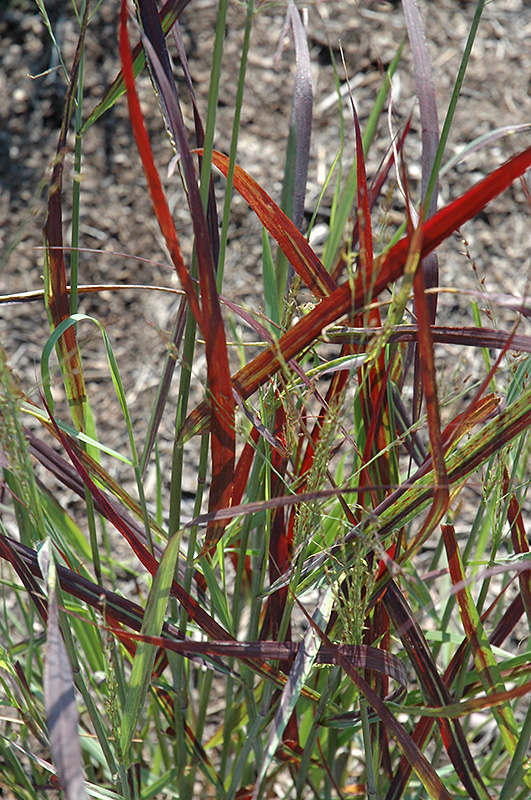 Ruby Ribbons Switch Grass