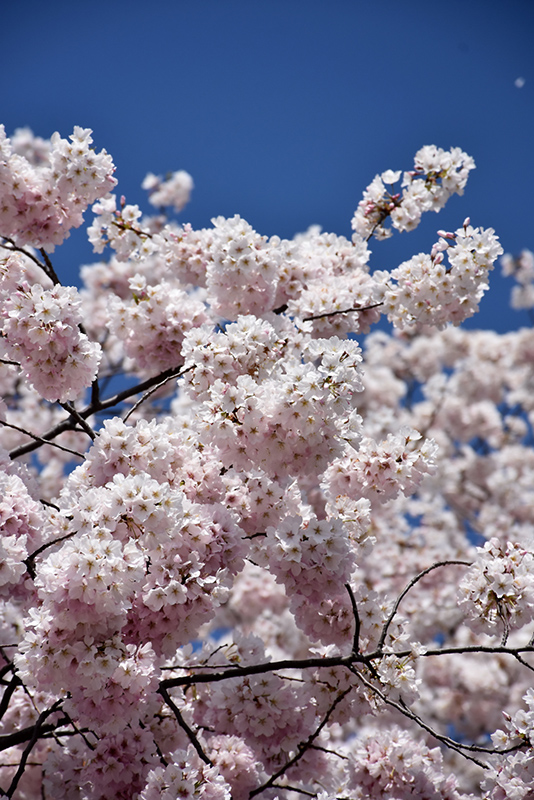 Yoshino Cherry