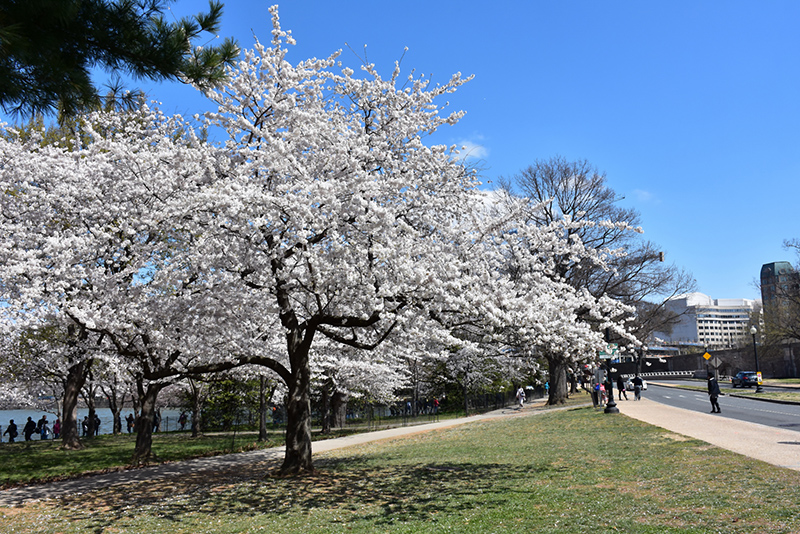 Yoshino Cherry