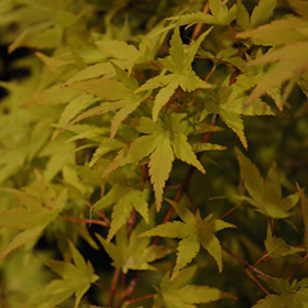 Ryusen Japanese Maple