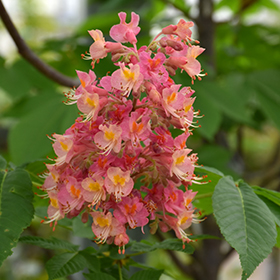Fort McNair Red Horse Chestnut