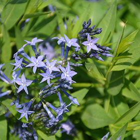 Blue Ice Star Flower
