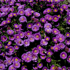 Magic Aster