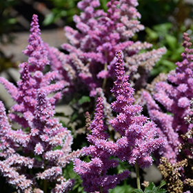 Little Vision In Purple Chinese Astilbe