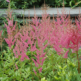 Visions in Pink Chinese Astilbe
