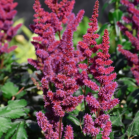 Visions in Red Chinese Astilbe