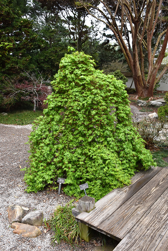 Ryusen Japanese Maple