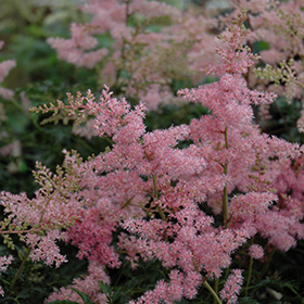 Drum And Bass Astilbe