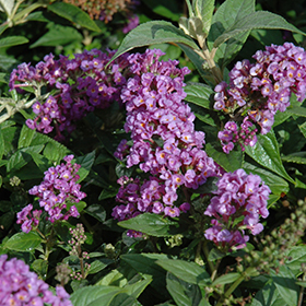 Lo & Behold&reg; Purple Haze Butterfly Bush