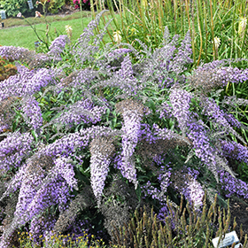 Grand Cascade Butterfly Bush