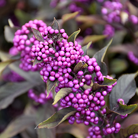 Pearl Glam&reg; Beautyberry