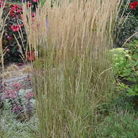 El Dorado Feather Reed Grass