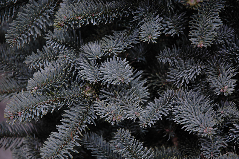 Prostrate Blue Noble Fir