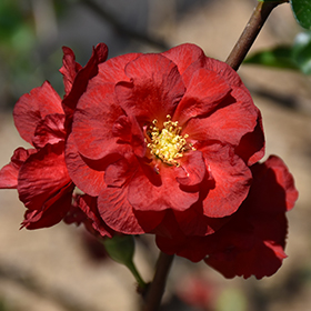 Double Take&reg; Scarlet Flowering Quince