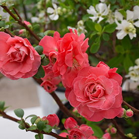 Double Take&reg; Pink Flowering Quince