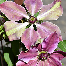 Lincoln Star Clematis