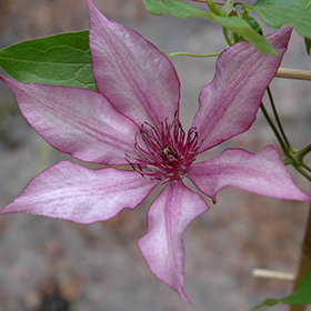 Giselle Clematis