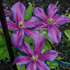 Mrs. N. Thompson Clematis