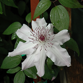 Eye Of The Storm&trade; Clematis
