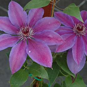 Vancouver&trade; Starry Nights Clematis