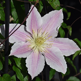 Vancouver&trade; Cotton Candy Clematis