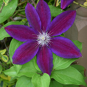 Wildfire Clematis