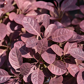 Velveteeny&trade; Purple Smokebush