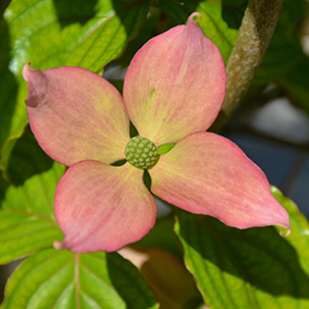 Rosy Teacups&reg; Flowering Dogwood