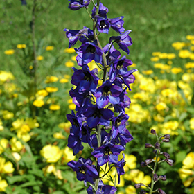 Pacific Giant Black Knight Larkspur