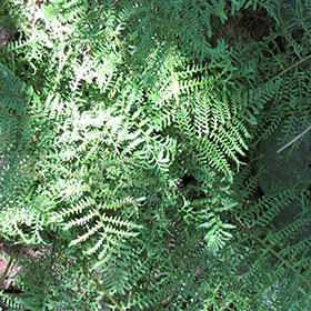 Male Fern