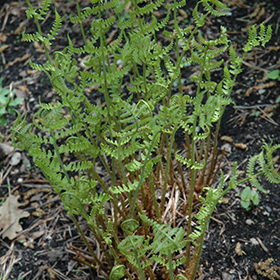 Marginal Wood Fern