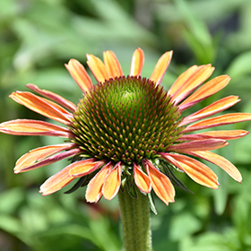 Butterfly&trade; Rainbow Marcella Coneflower