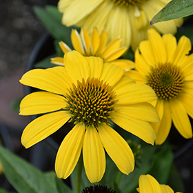 Sombrero&reg; Lemon Yellow Coneflower