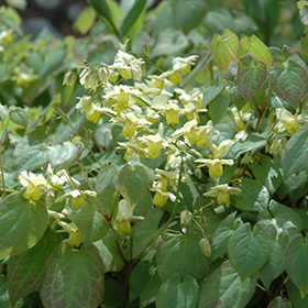 Yellow Barrenwort