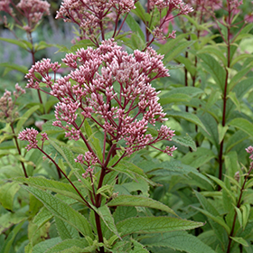 Baby Joe Dwarf Joe Pye Weed