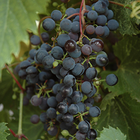 Frontenac Grape