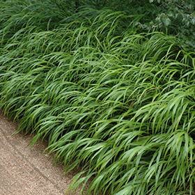 Japanese Woodland Grass
