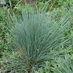 Saphirsprudel Blue Oat Grass