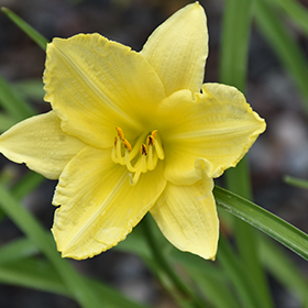Happy Ever Appster&reg; Big Time Happy Daylily