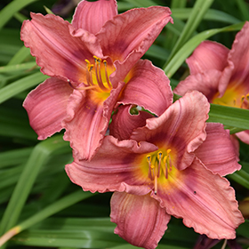 Happy Ever Appster&reg; Rosy Returns Daylily