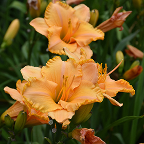 Pure And Simple Daylily