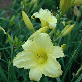 Happy Ever Appster&reg; Happy Returns Daylily