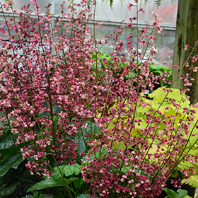 Berry Timeless Coral Bells