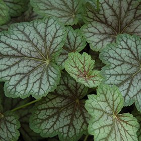 Green Spice Coral Bells