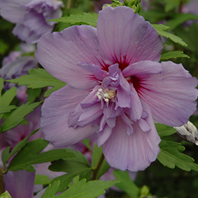 Blue Chiffon&reg; Rose of Sharon