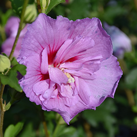 Lavender Chiffon&reg; Rose Of Sharon