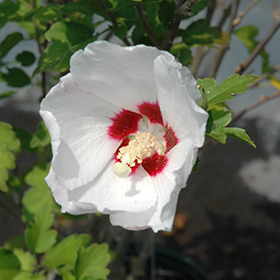 Red Heart Rose Of Sharon