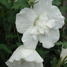 White Chiffon&reg; Rose of Sharon