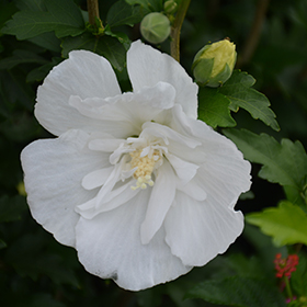 White Pillar&reg; Rose of Sharon