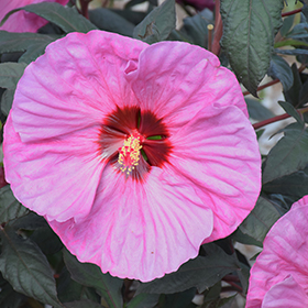 Summerific&reg; Berry Awesome Hibiscus